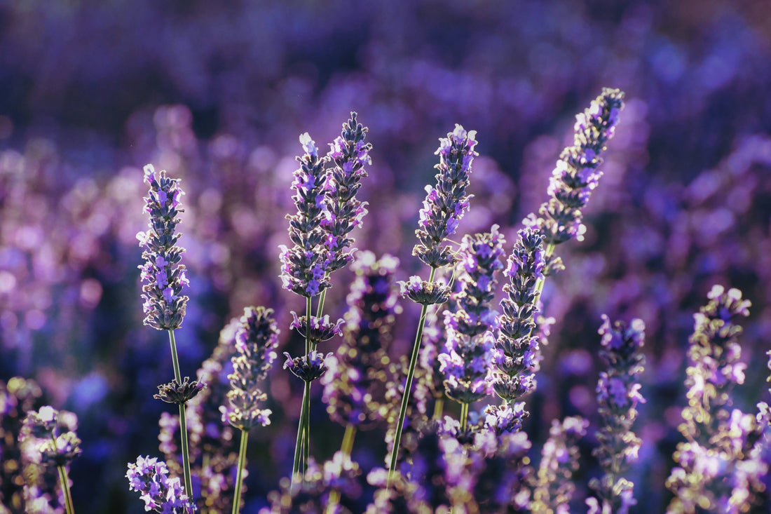 Essential Oils vs Fragrance Oils in Candles: Differences and Benefits - BZZWAX