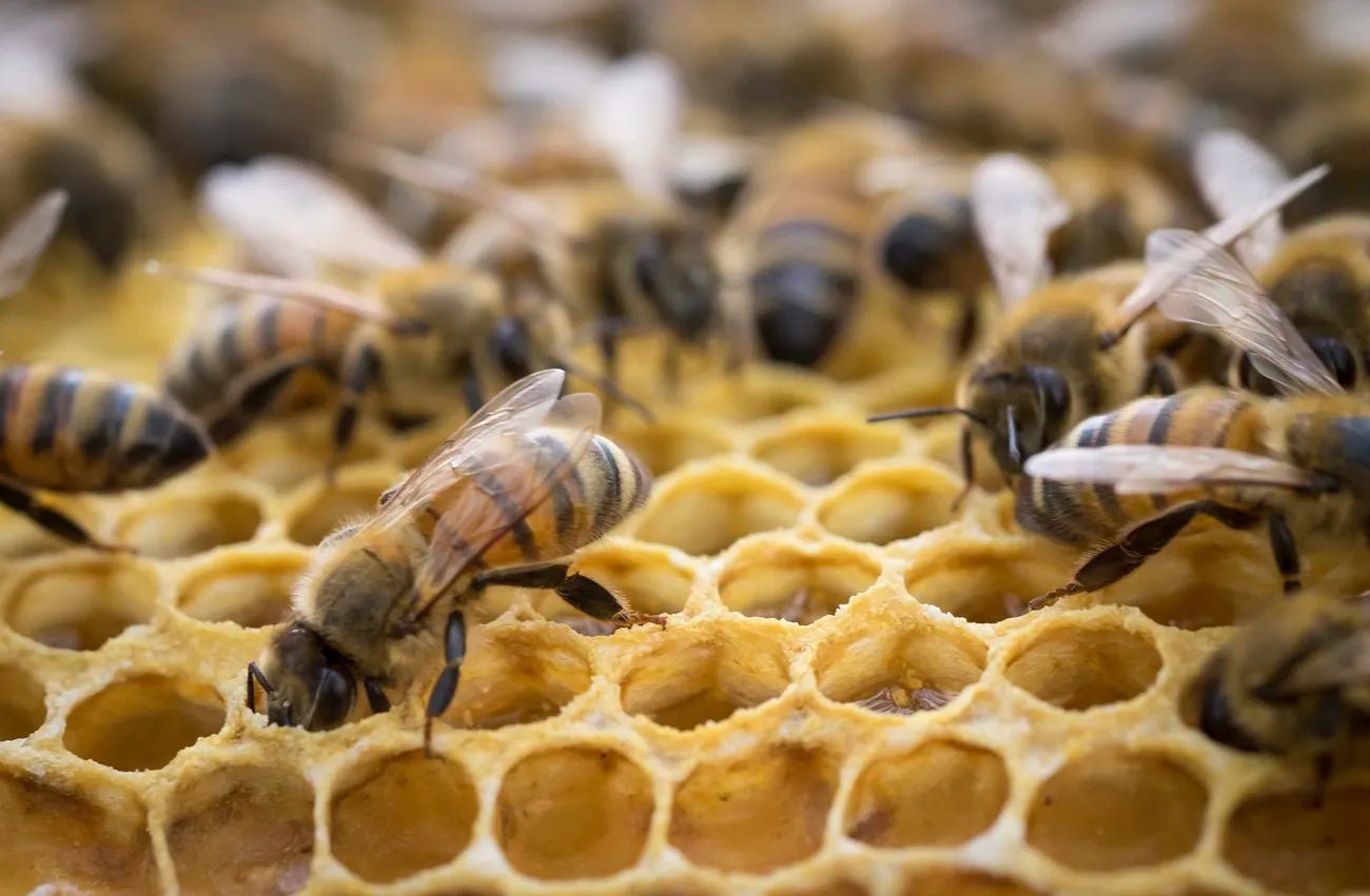 Is Beeswax Cruelty-Free? - BZZWAX