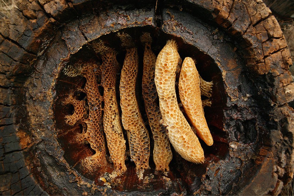 The History of Beeswax Use in Cosmetics: From Ancient Times to the Present - BZZWAX