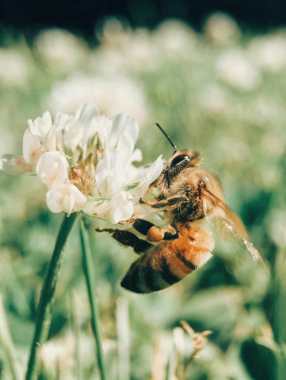 The Nose of Nature: Bee's Sense of Smell - BZZWAX