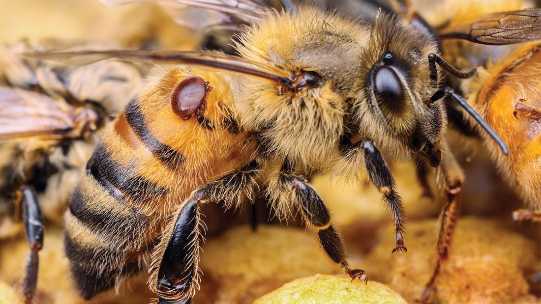 Varroa Mite Menace: Origins, Dangers, Treatments, and Modern Research - BZZWAX