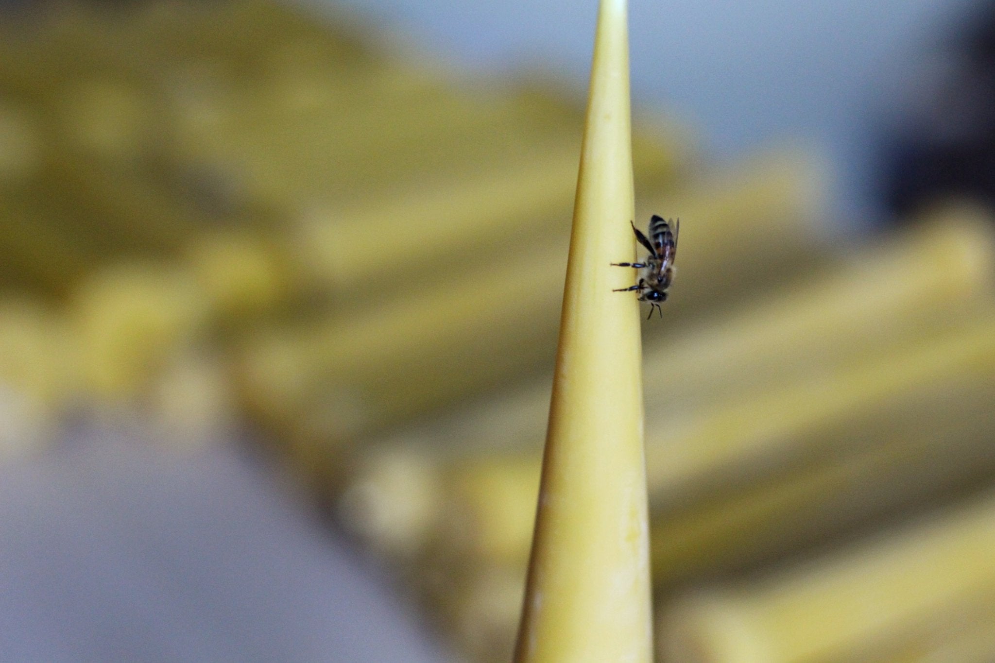 Why Are Beeswax Candles Better Than Paraffin Candles? - BZZWAX